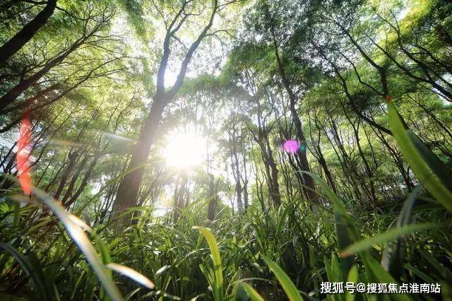 @中鷹黑森林 普陀中鷹黑森林官方售樓處發布：一生只搬一次家！(圖6)
